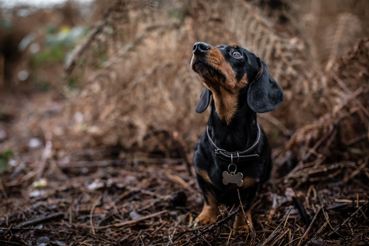Daschund in the Woodland, Natural Dog Photography in the Cotswolds