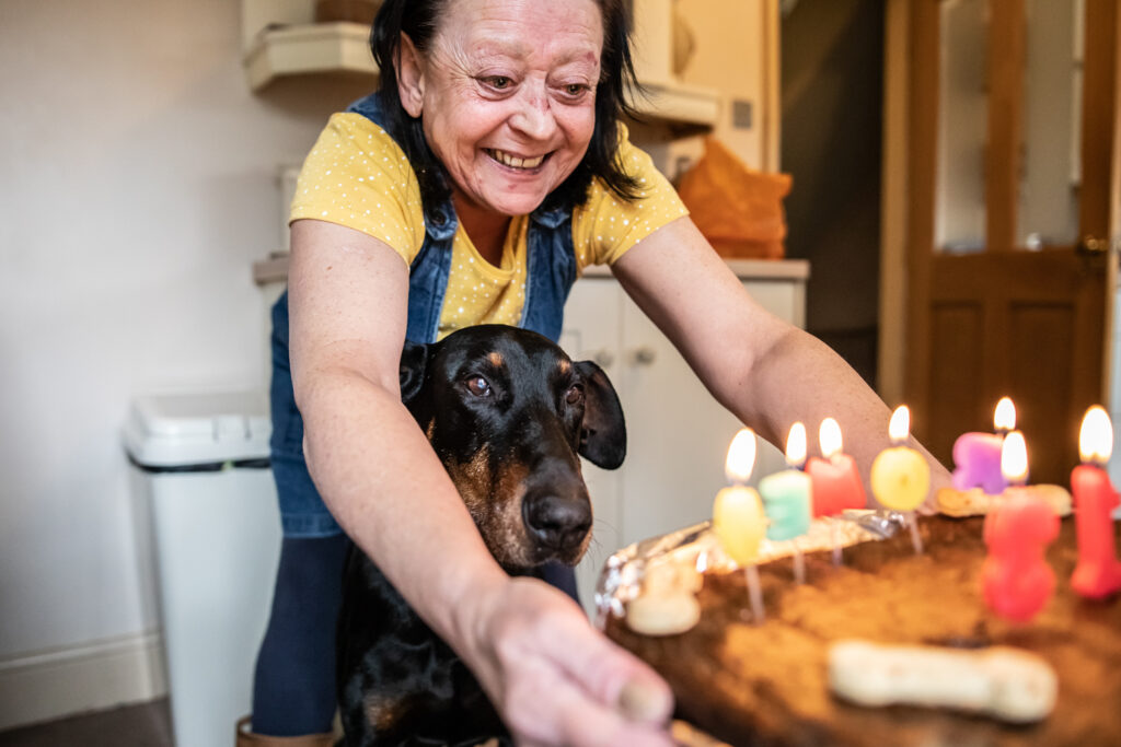 An Elderly Dobermann With Birthday Cake