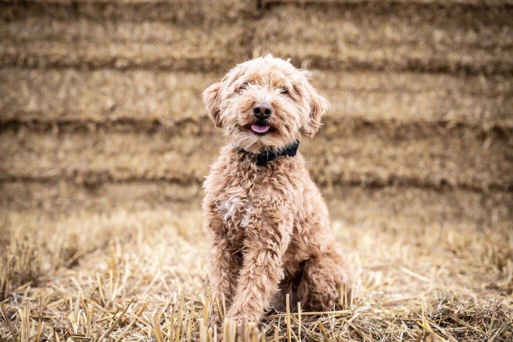 Cockerpoo in the Countryside, Natural Dog Photography in the Cotswolds